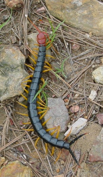 http://www.snakesandstuff.com/centipede.jpg