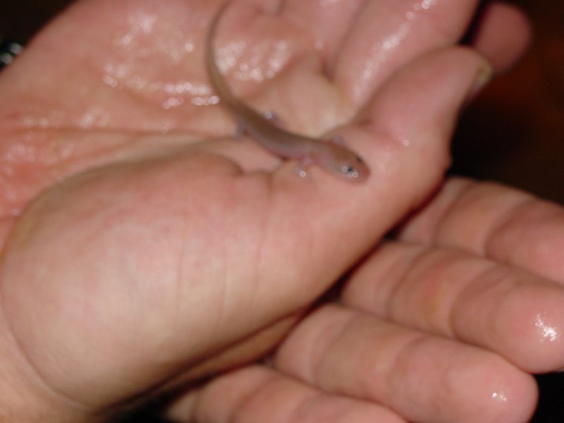 http://www.snakesandstuff.com/grotto/1.jpg