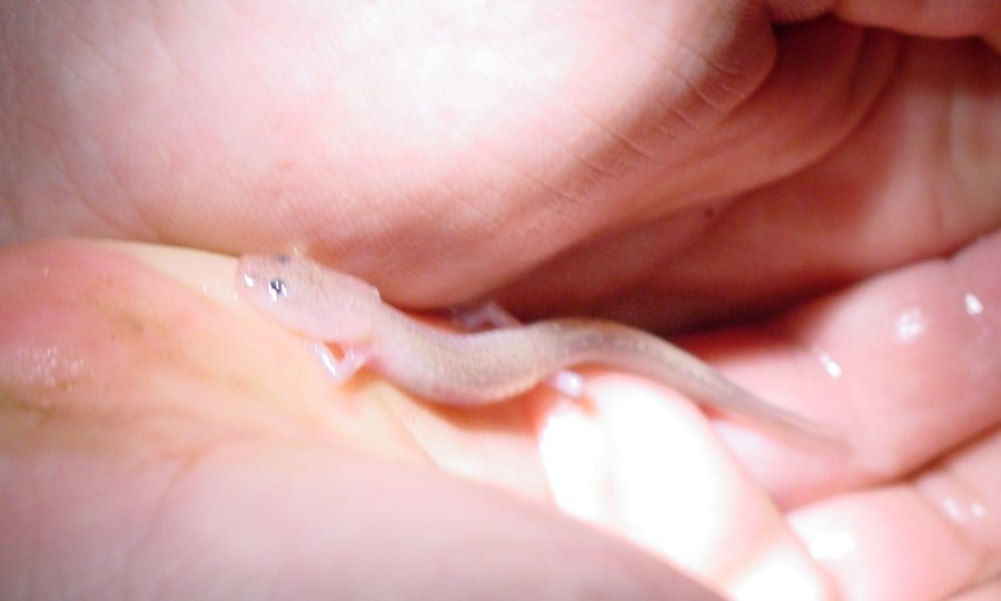 http://www.snakesandstuff.com/grotto/2.jpg