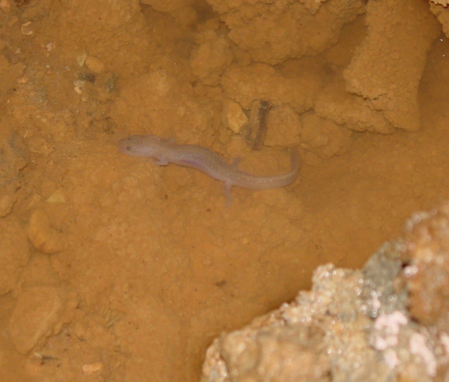 http://www.snakesandstuff.com/grotto/3.jpg