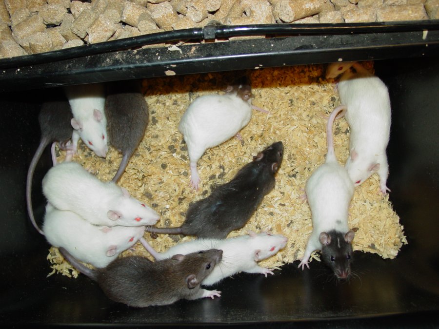 pet stores with feeder mice near me